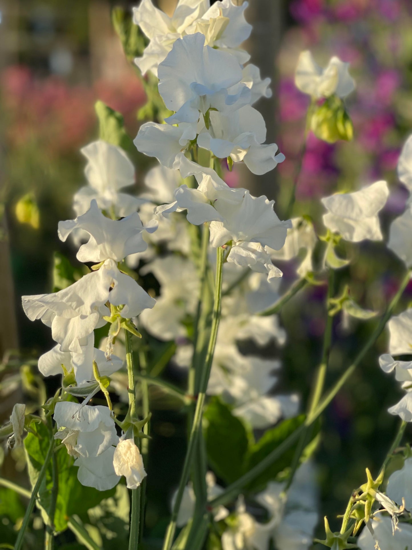 Sweet Pea Wild Swan